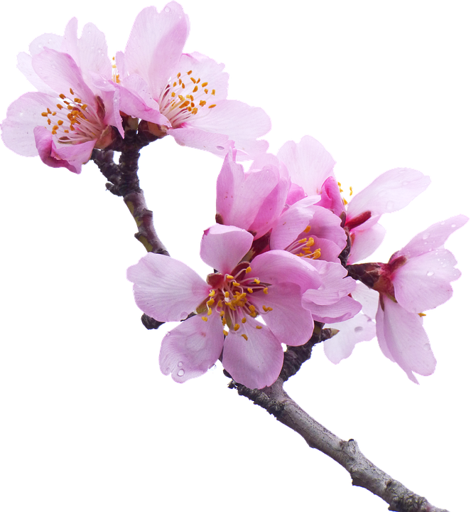 cherry blossom, almond tree flowery branch flower image pixabay #25247