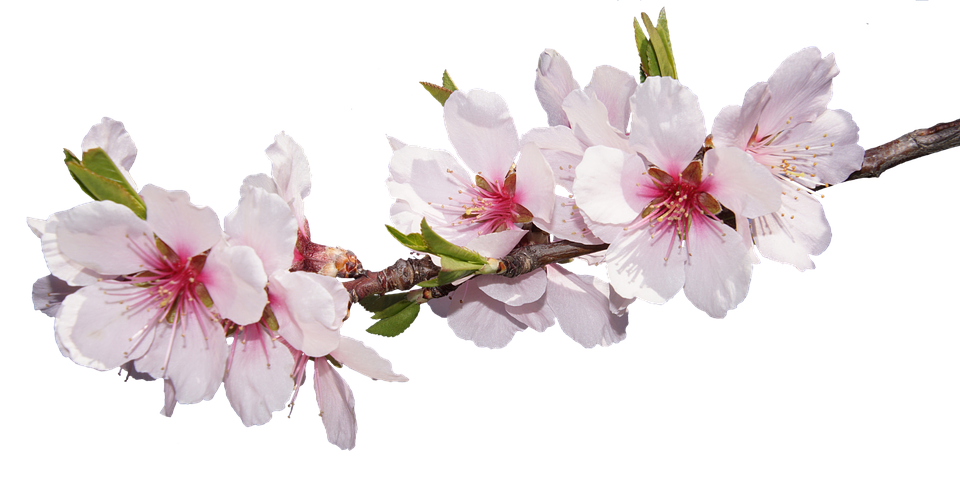 cherry blossom, blossom bloom almond photo pixabay #25241