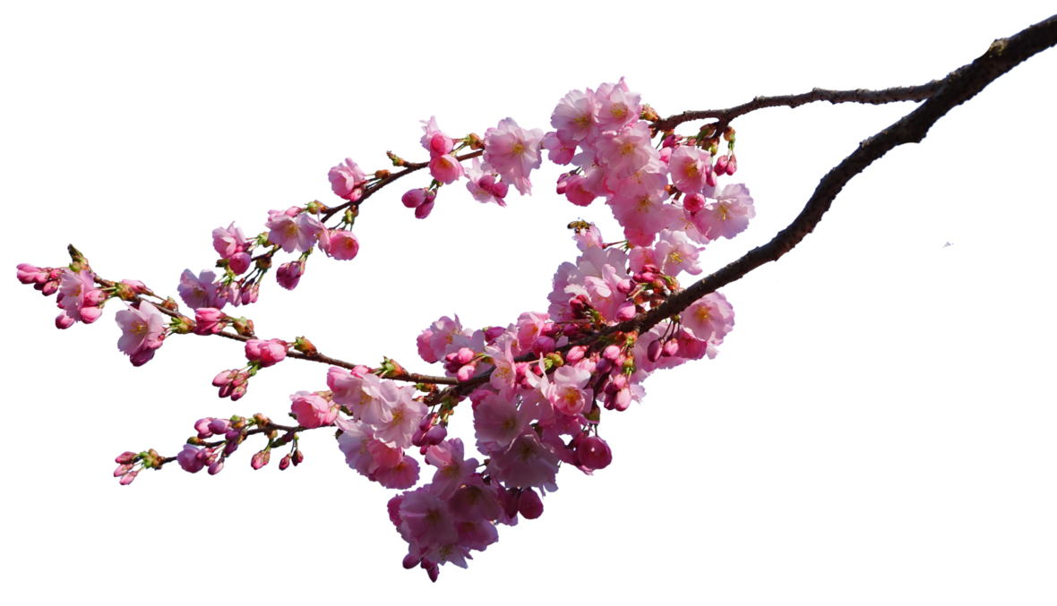 cherry blossom branches png astoko deviantart #25249