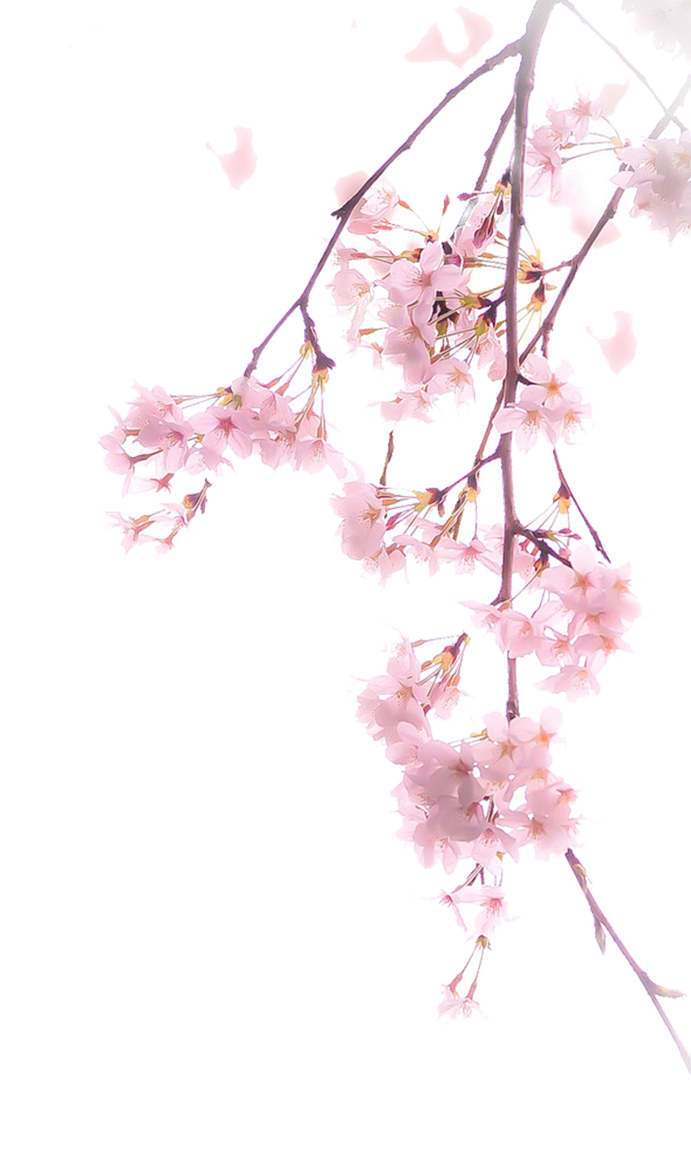 cherry blossom, cherry blossoms png augt deviantart #25246