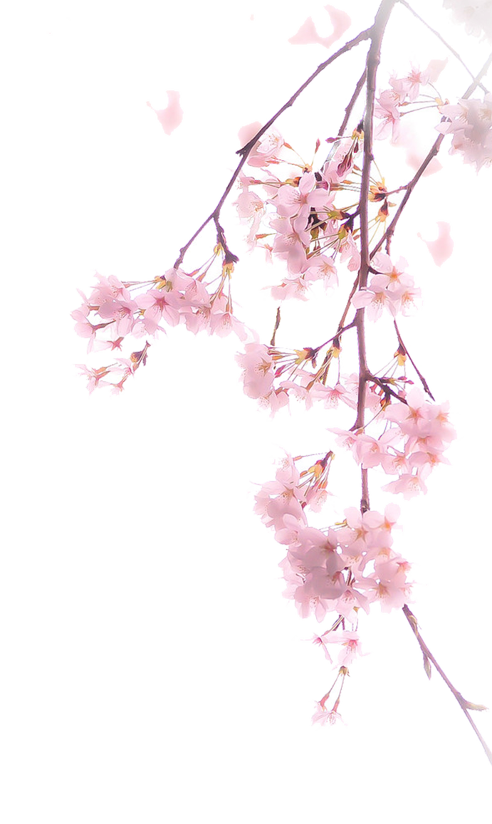 Cherry PNG Images, Cherry Blossom Transparent Free Download - Free