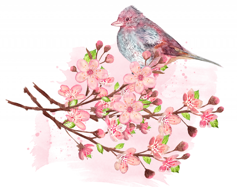 Cherry PNG Images, Cherry Blossom Transparent Free ...