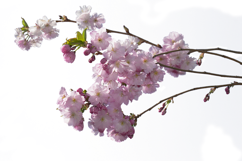 cherry blossom, cherry tree flower photo pixabay #25242