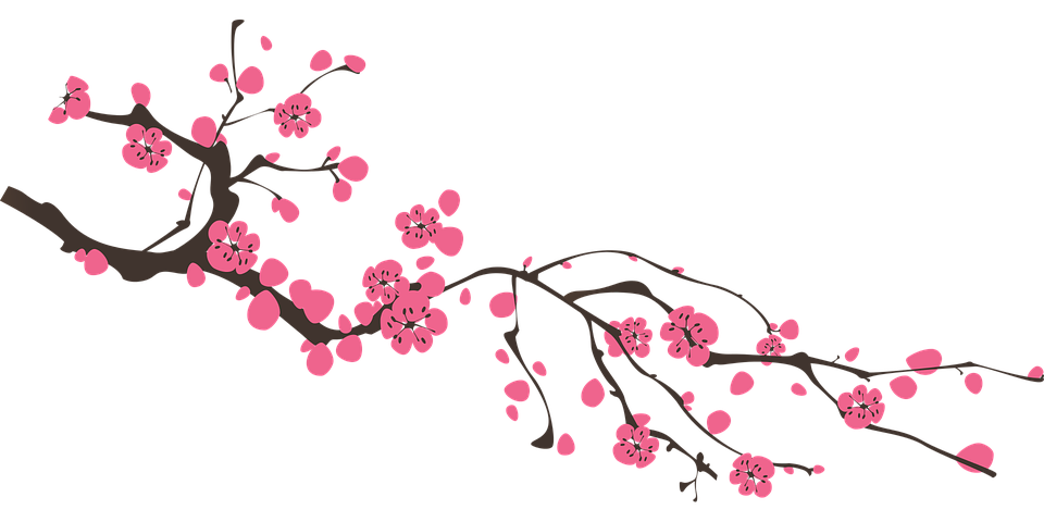 cherry blossom, flower peach vector graphic pixabay #25264