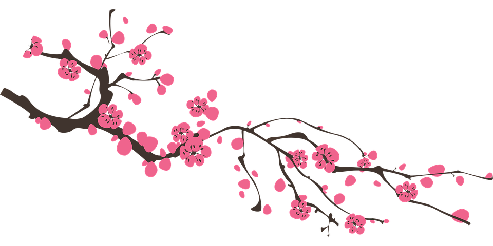 Cherry Blossom Images  Free HD Backgrounds, PNGs, Vector Graphics