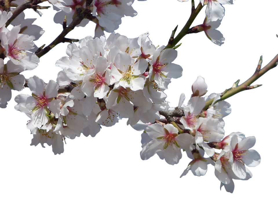 cherry blossom, illustration flowers almond tree flowering #25244