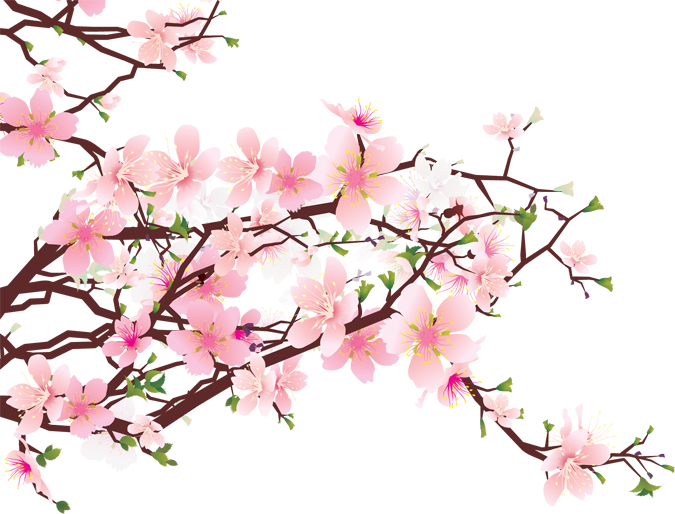 cherry blossom png download icons and #25248