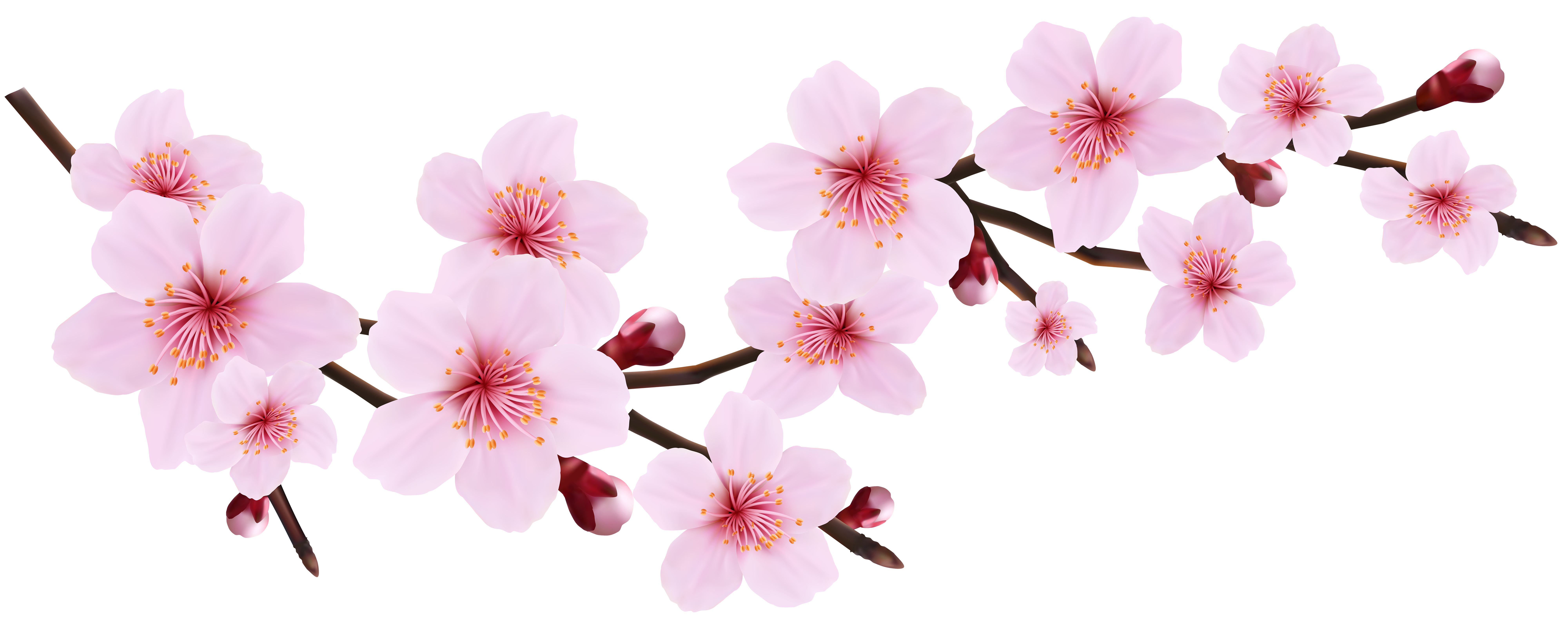 cherry blossom png images download #25245