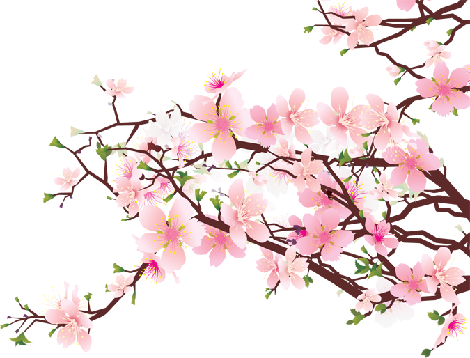 cherry blossom, tezx soravu #25271