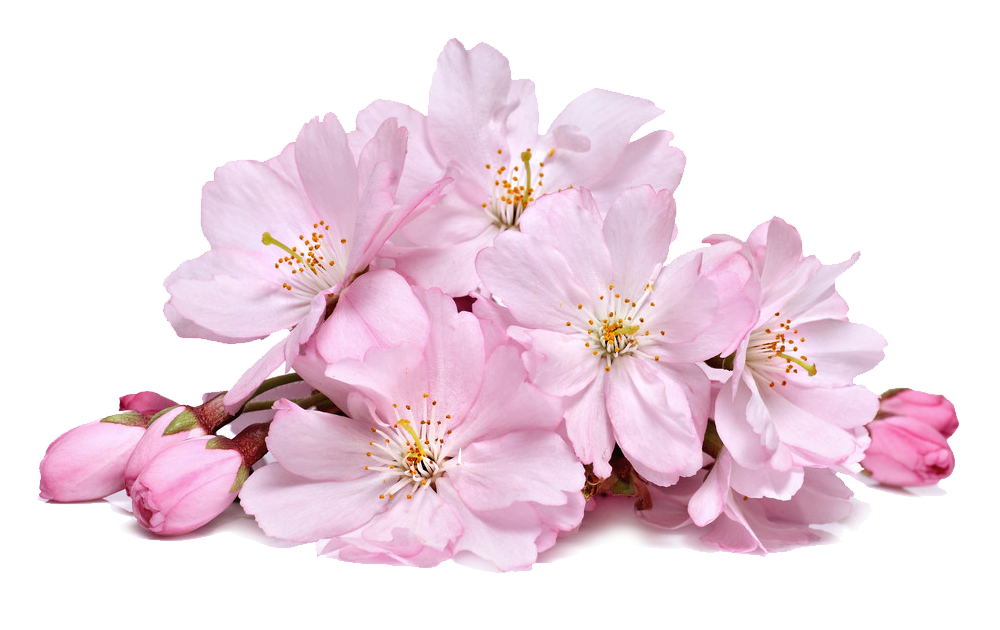 cherry blossom transparent png icons and png #25259