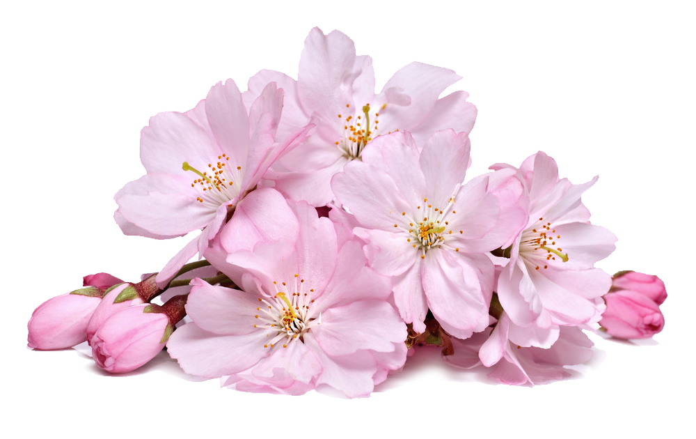 Cherry PNG Images, Cherry Blossom Transparent Free Download Free