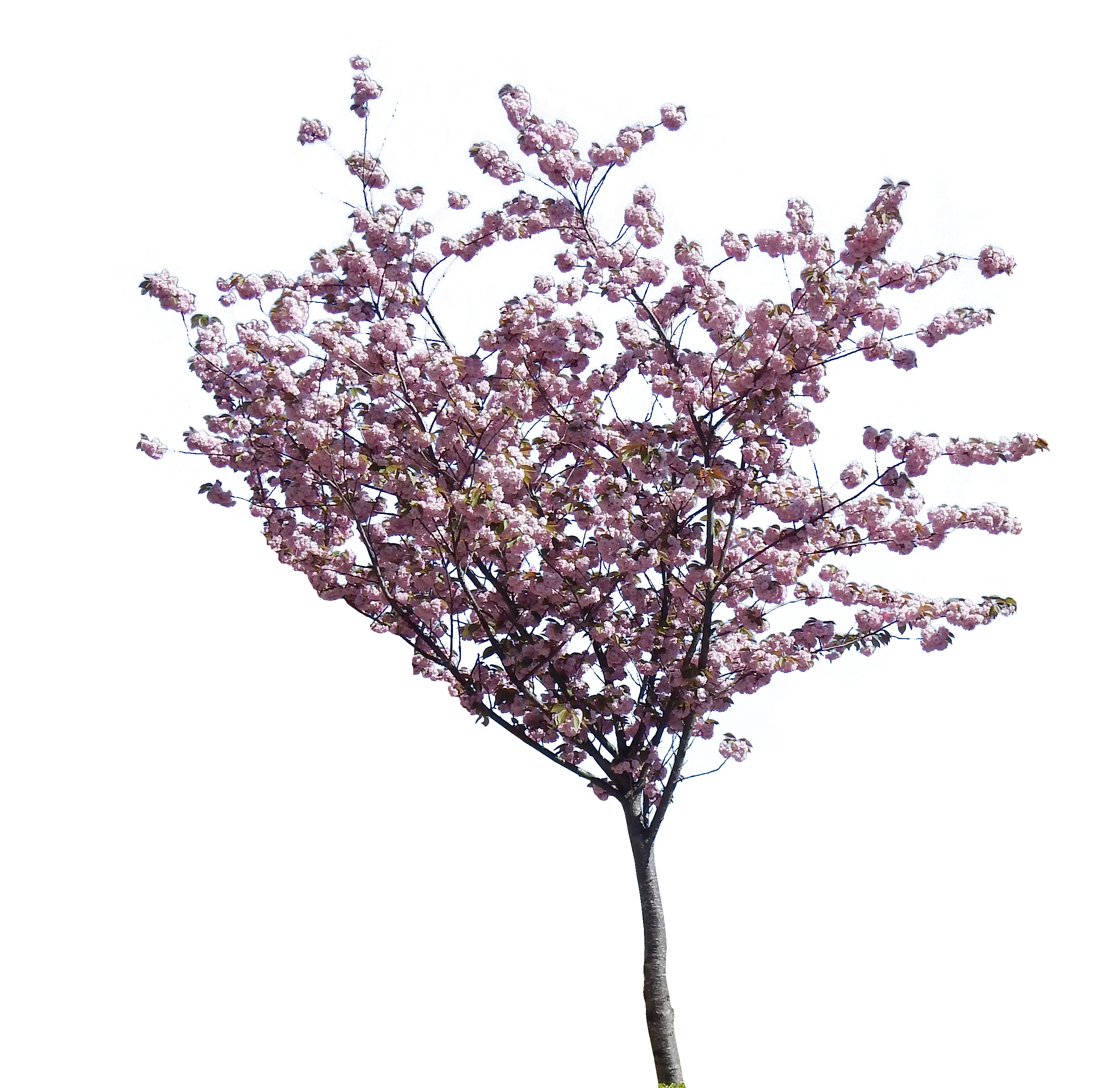 cherry blossom tree png transparent cherry blossom tree #25251