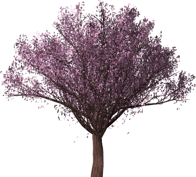 cherry blossom tree sakura image #25266