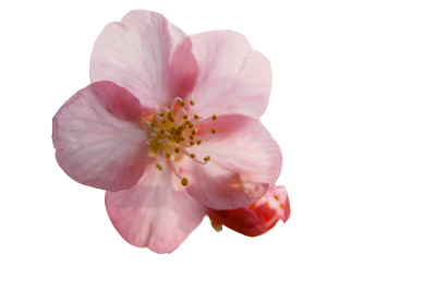 download cherry blossom png transparent image and clipart #25272