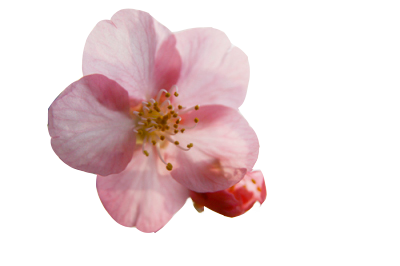 Cherry PNG Images, Cherry Blossom Transparent Free Download