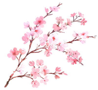 download cherry blossom png transparent image and clipart #25240