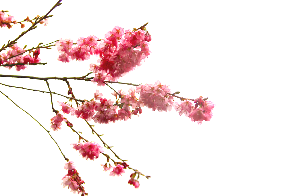 high quality cherry blossom cliparts icons #25252