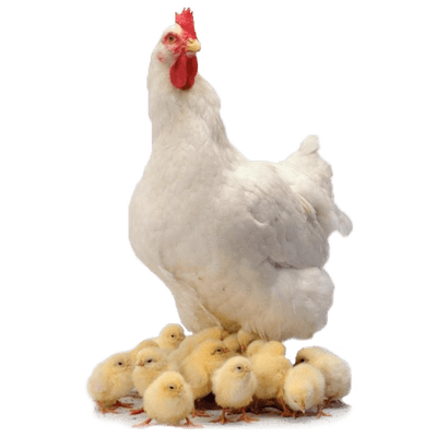 brown chicken transparent png stickpng #13832