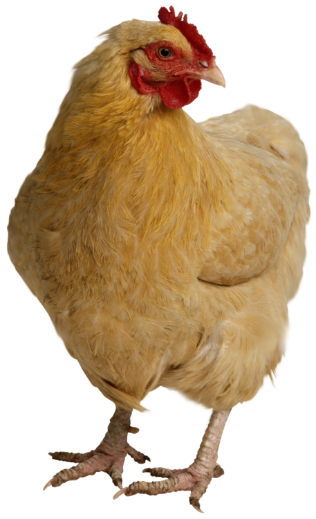 chicken, dogs head animal image with transparent background #13830