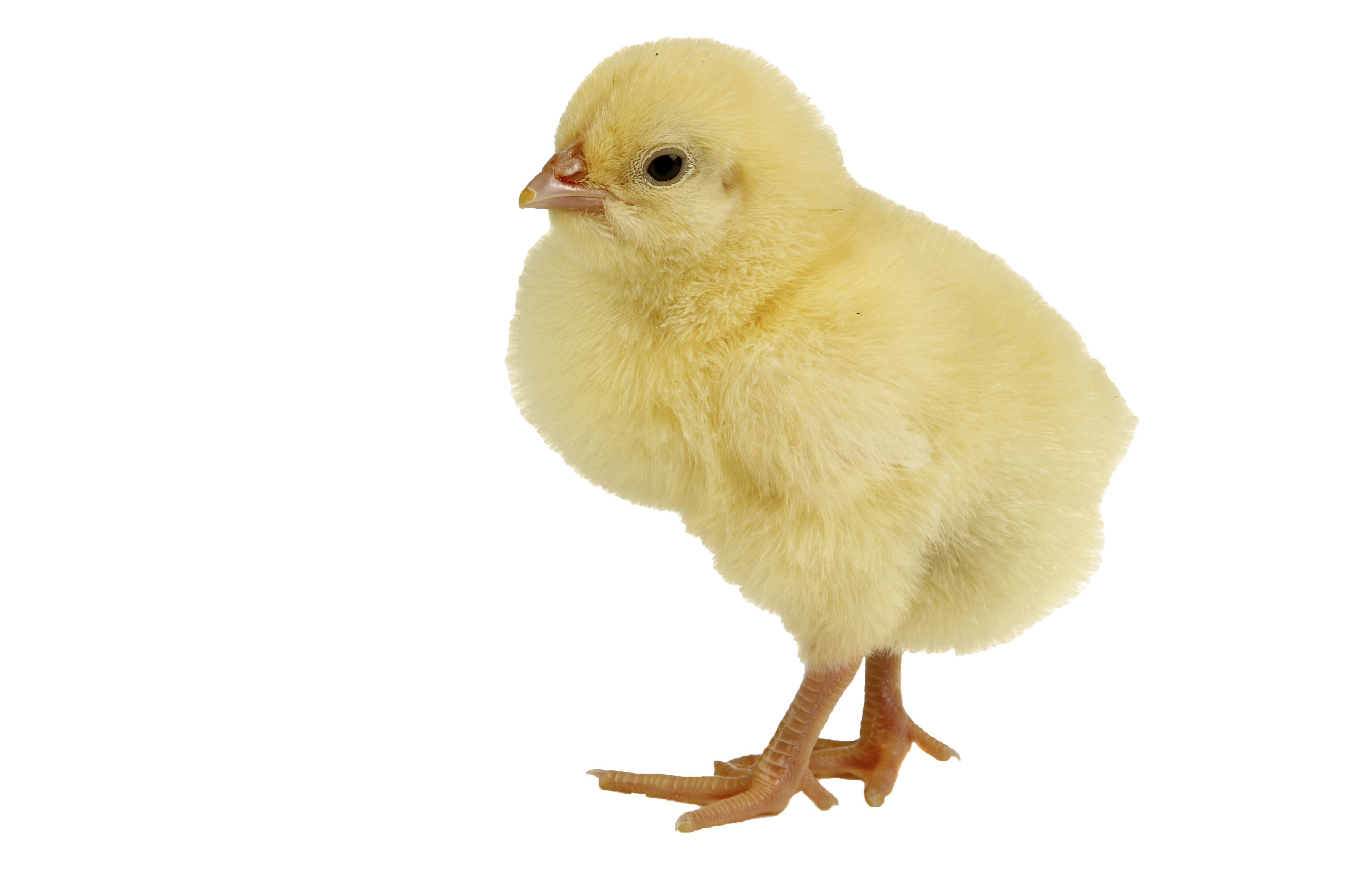 chicken, logo design farm out design inc #13839
