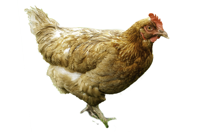 chicken, the hen cut rip image pixabay #13834