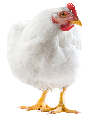 chicken, the poultry federation arkansas missouri oklahoma #13815