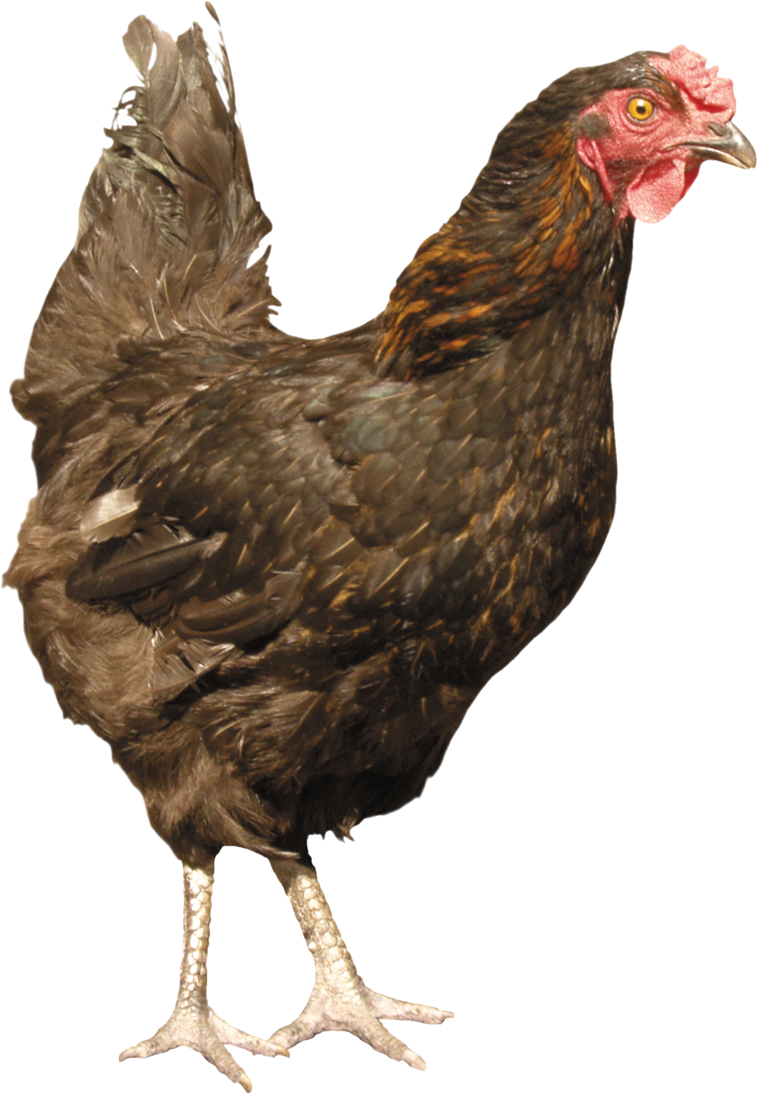chicken transparent png pictures icons and png #13824