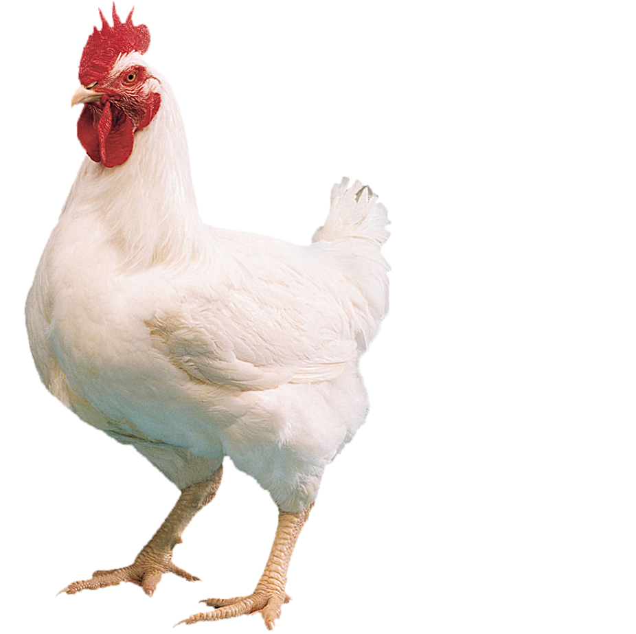 cute chicken png transparent cute chicken images #13787