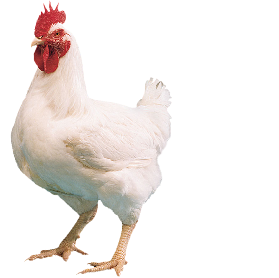 Featured image of post Hen Images Hd Png / All images have a transparent background an are free for personal use.