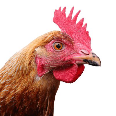 download chicken head png image png image pngimg #13825