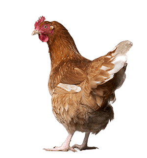 download chicken png image png image pngimg #13826