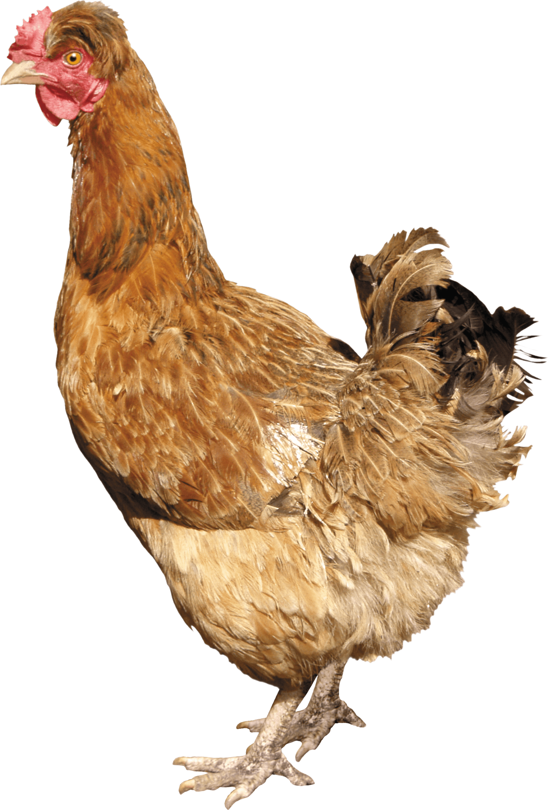 download chicken png image png image pngimg #13837