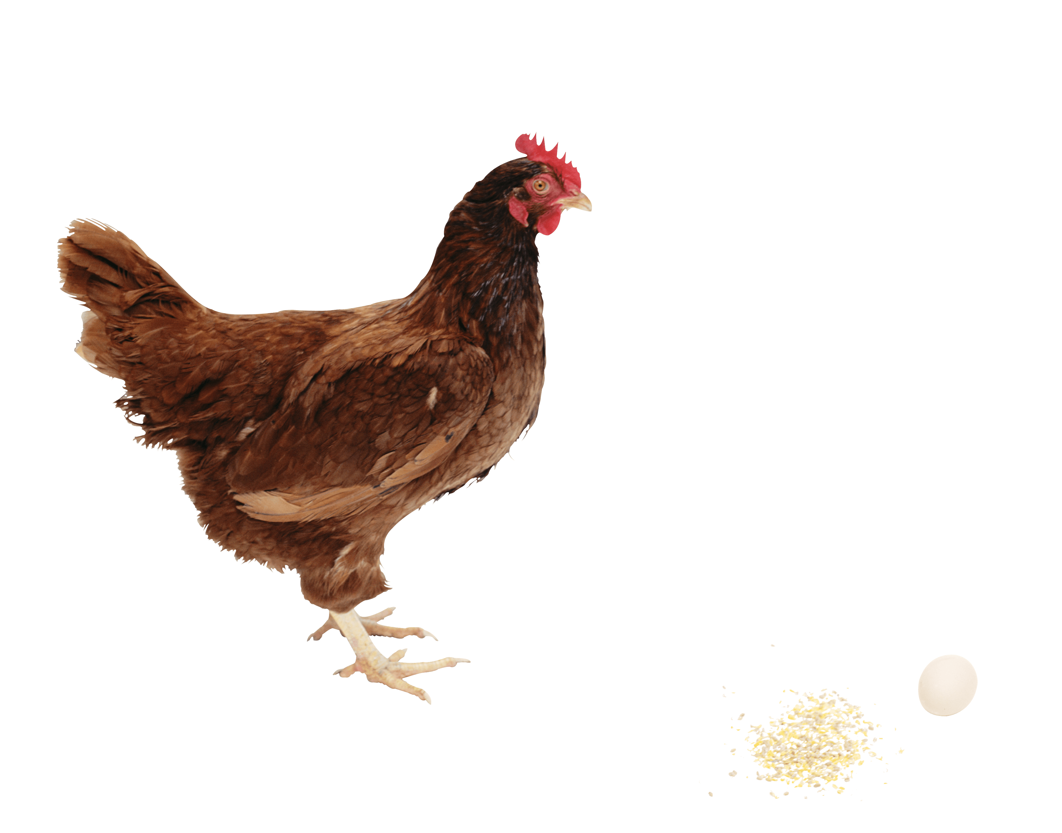 download chicken png image png image pngimg #13845