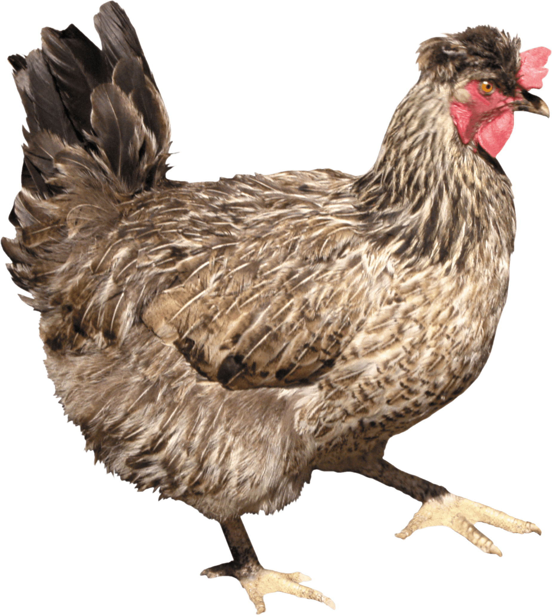 download chicken png image png image pngimg #13816