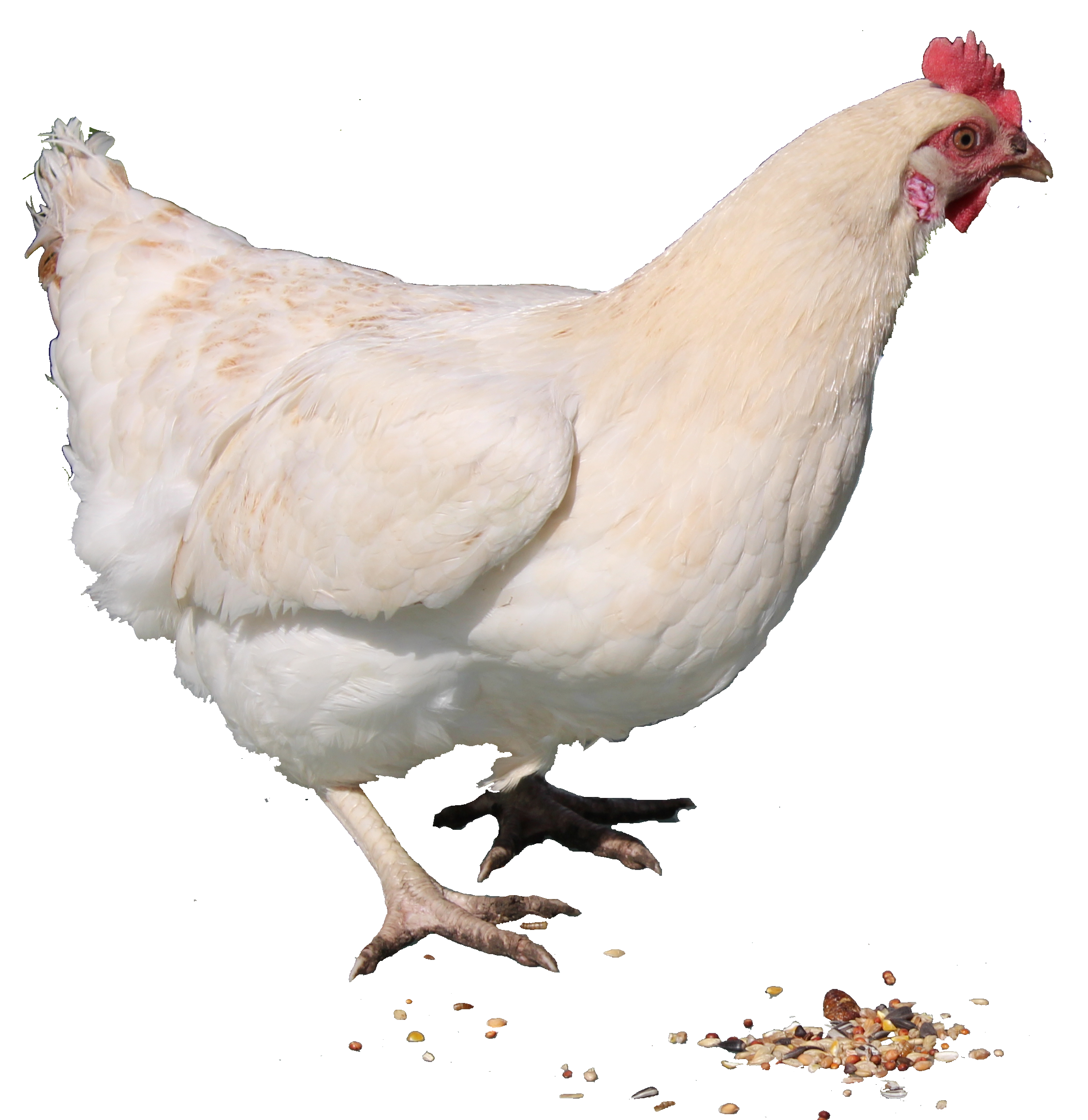 download chicken png png image pngimg #13812