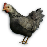 image cutout chicken far cry wiki #13828
