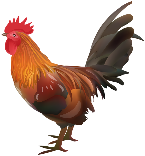 rooster chicken transparent image gallery yopriceville #13833