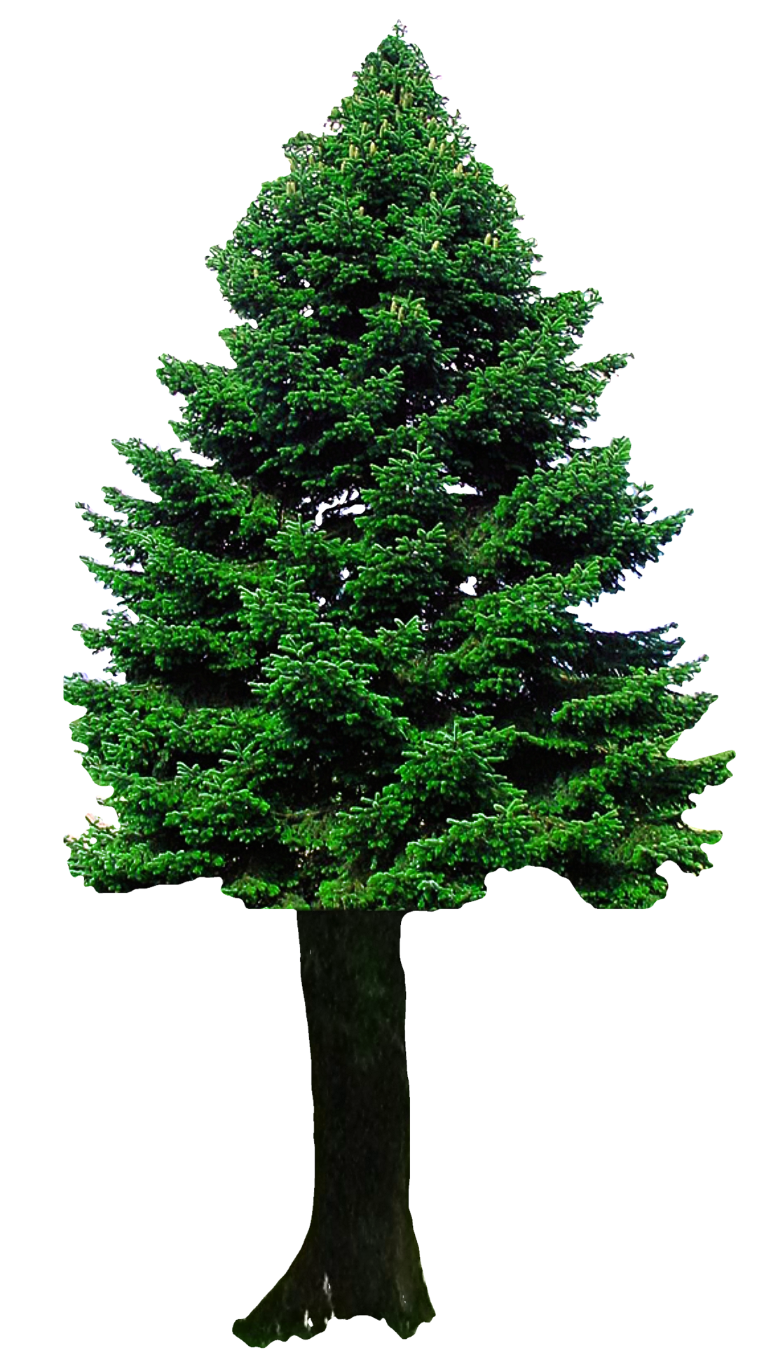 christmas tree png transparent image pngpix #11622