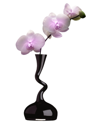 siyah vazo beyaz çiçek #38671