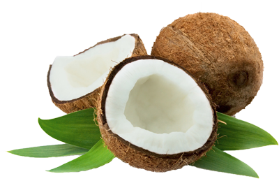 Coconut PNG Pictures, Coconut Fresh Fruits Tropical