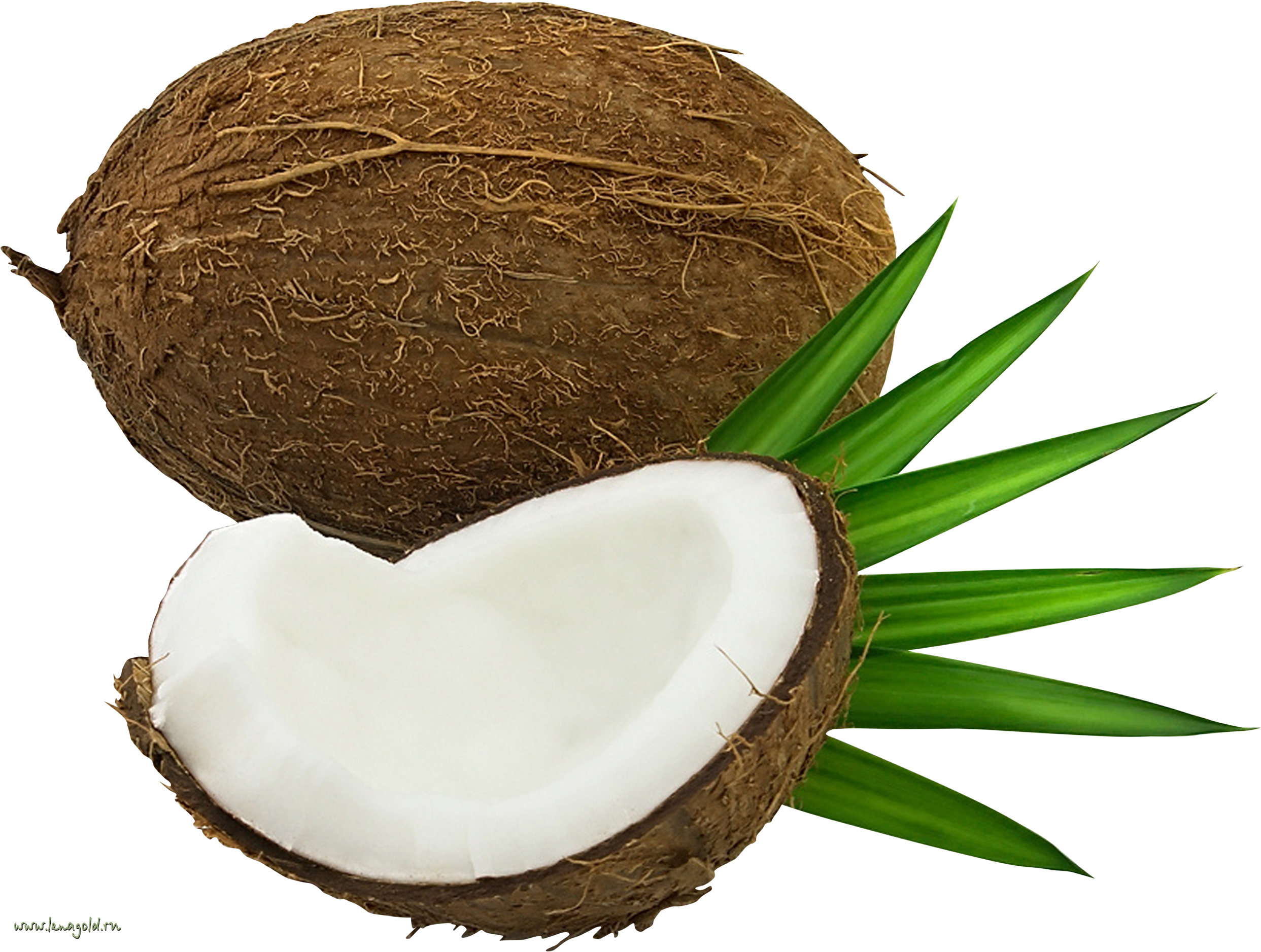 coconut cut half, leaf images download
