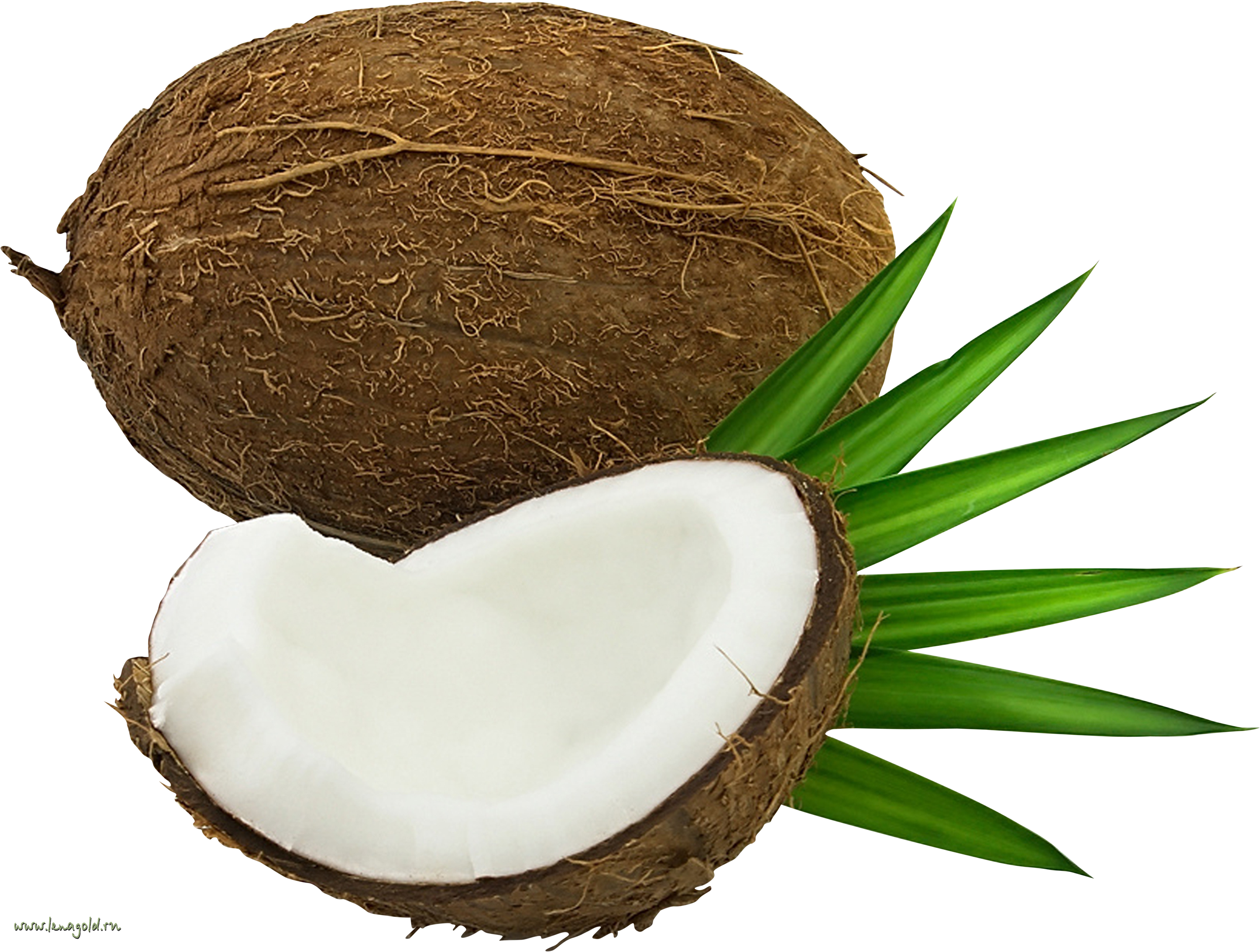 Coconut