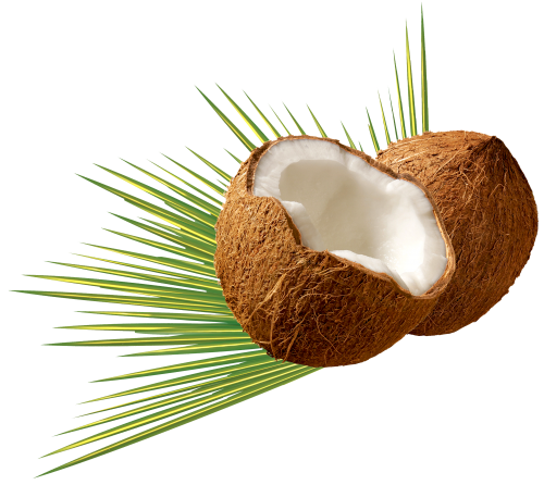 coconut image #8768