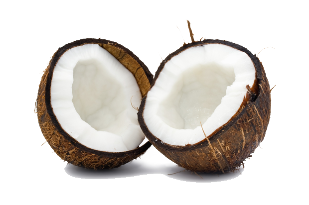 coconut images download clipart #8774