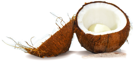 coconut transparent images #8784