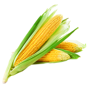 corn #21002