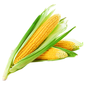 Corn