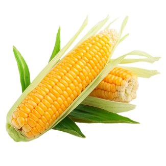 corn, feedcattlem #20956