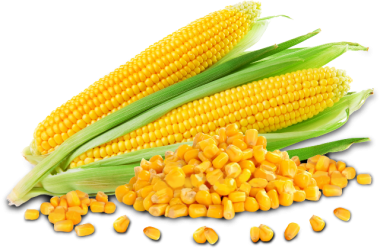corn, how grow maize uganda #21027
