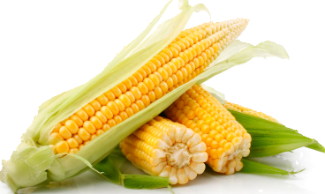 corn, karaoke ing for star talent contest #21029